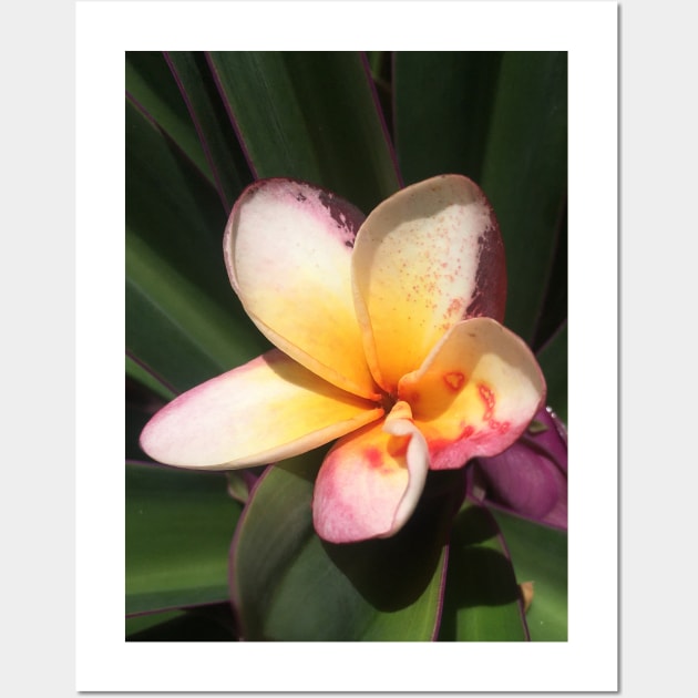 Caribbean Tropical Flower Wall Art by SoCalDreamin